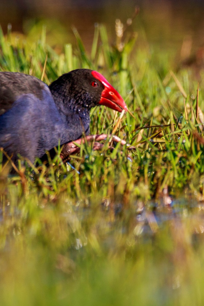 Australasian Swamphen - ML253426971