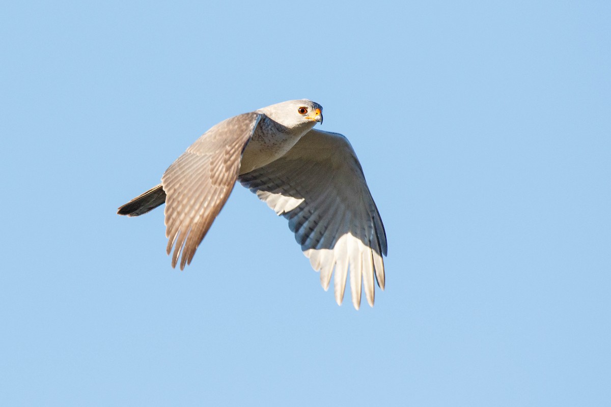 Gray Goshawk - Steven Pratt