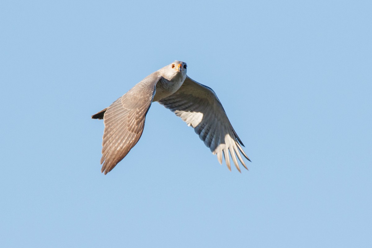 Gray Goshawk - ML253427021