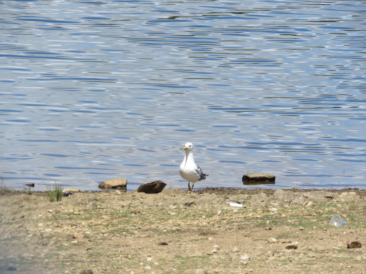 Yellow-legged Gull - M Sá & J Teixeira