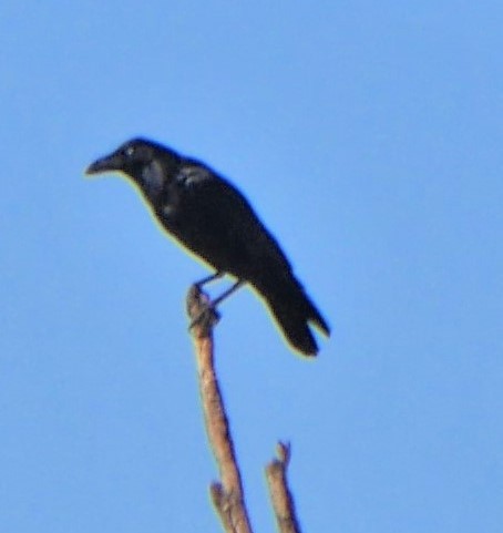 Torresian Crow - Annette Foy