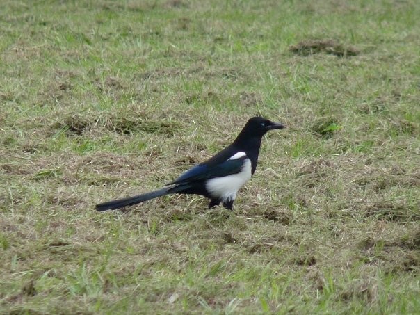 Oriental Magpie - ML253428061