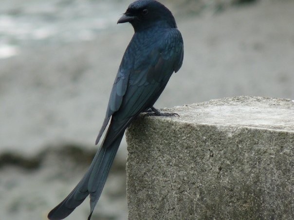 Black Drongo - ML253428081