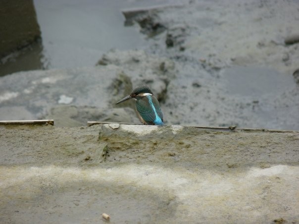 Common Kingfisher - ML253428101