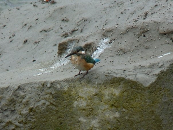 Common Kingfisher - ML253428111