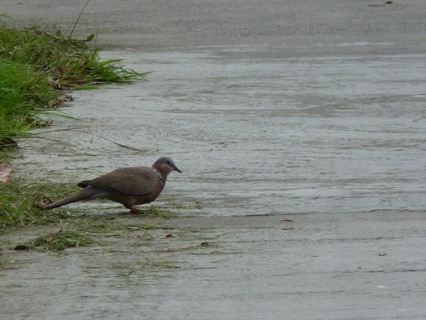 Spotted Dove - ML253428141