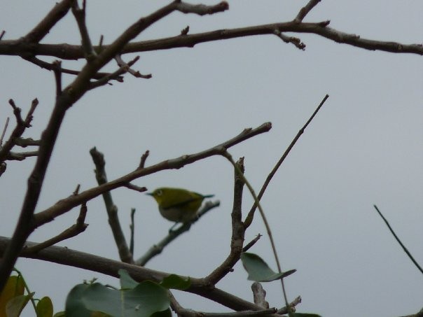 Swinhoe's White-eye - ML253428151