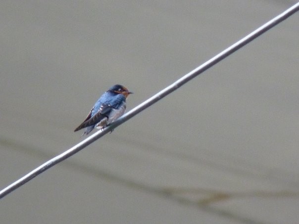 Pacific Swallow - ML253428161