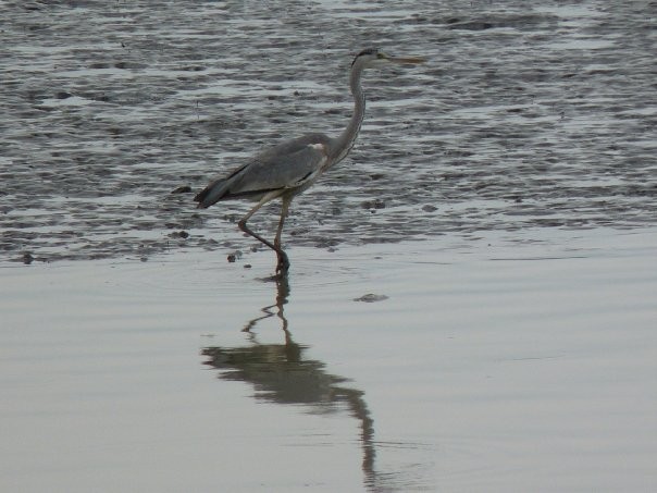 Gray Heron - ML253428201