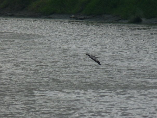 Gray Heron - ML253428211