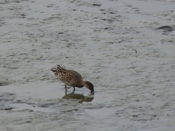 Green-winged Teal - ML253428221
