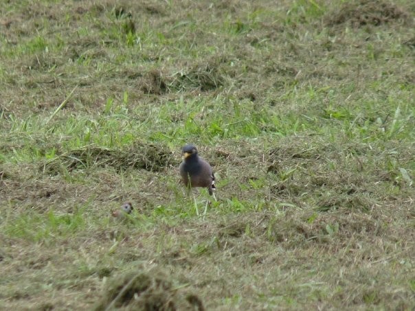 Common Myna - ML253428231