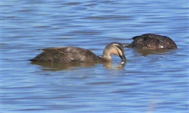 Pacific Black Duck - ML253428241