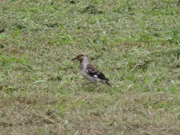 Black-collared Starling - ML253428251
