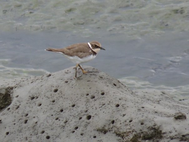 Little Ringed Plover - ML253428261