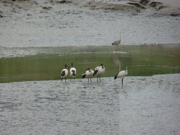 African Sacred Ibis - ML253428291