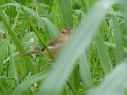 Plain Prinia - ML253428311