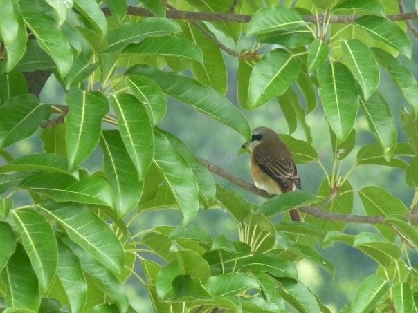 Brown Shrike (Philippine) - ML253428331