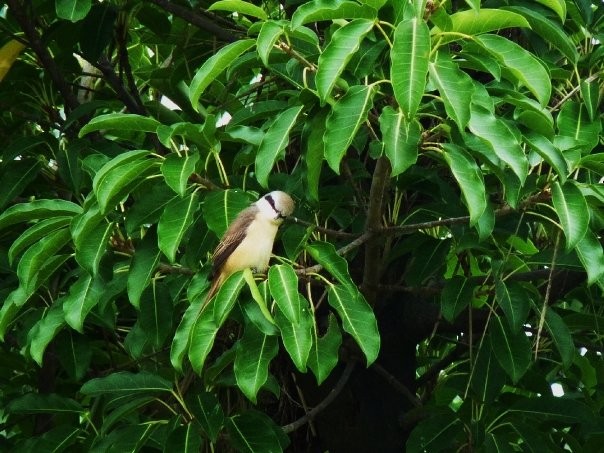 Brown Shrike (Philippine) - ML253428341