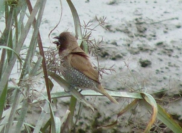 Scaly-breasted Munia - ML253428361