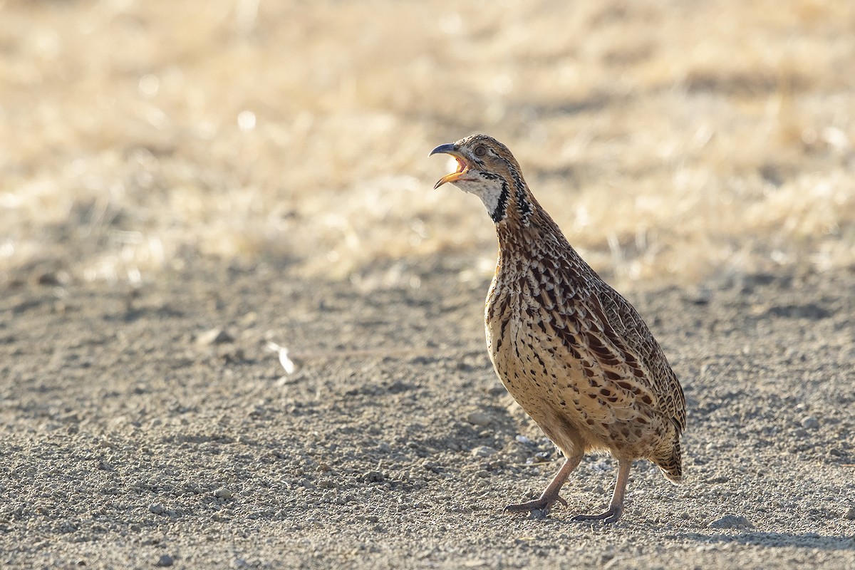 Orange River Francolin (Orange River) - ML253432221