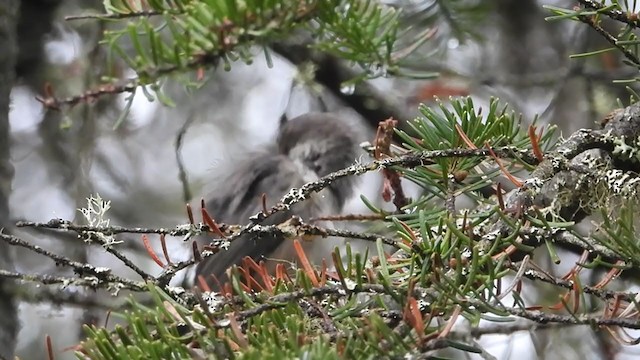 Mésange à tête brune - ML253438431