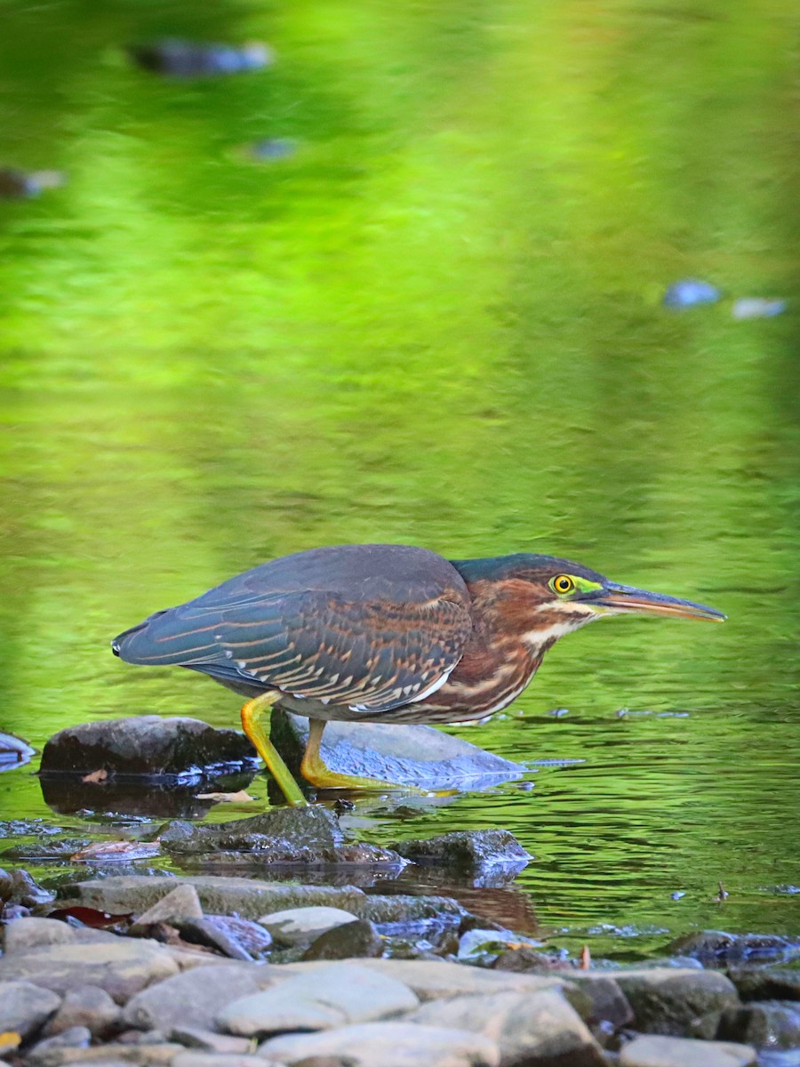 Green Heron - Ryan Andrew