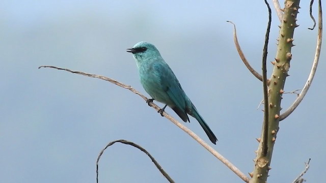 Verditer Flycatcher - ML253439431