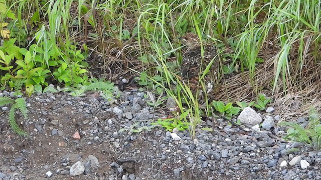 Spruce Grouse - ML253439541