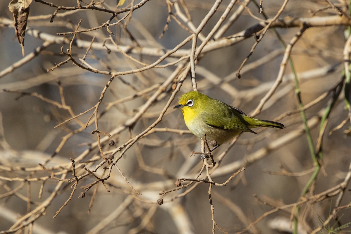 Orange River White-eye - Niall D Perrins