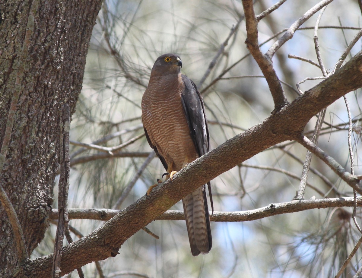 Collared Sparrowhawk - ML253445451