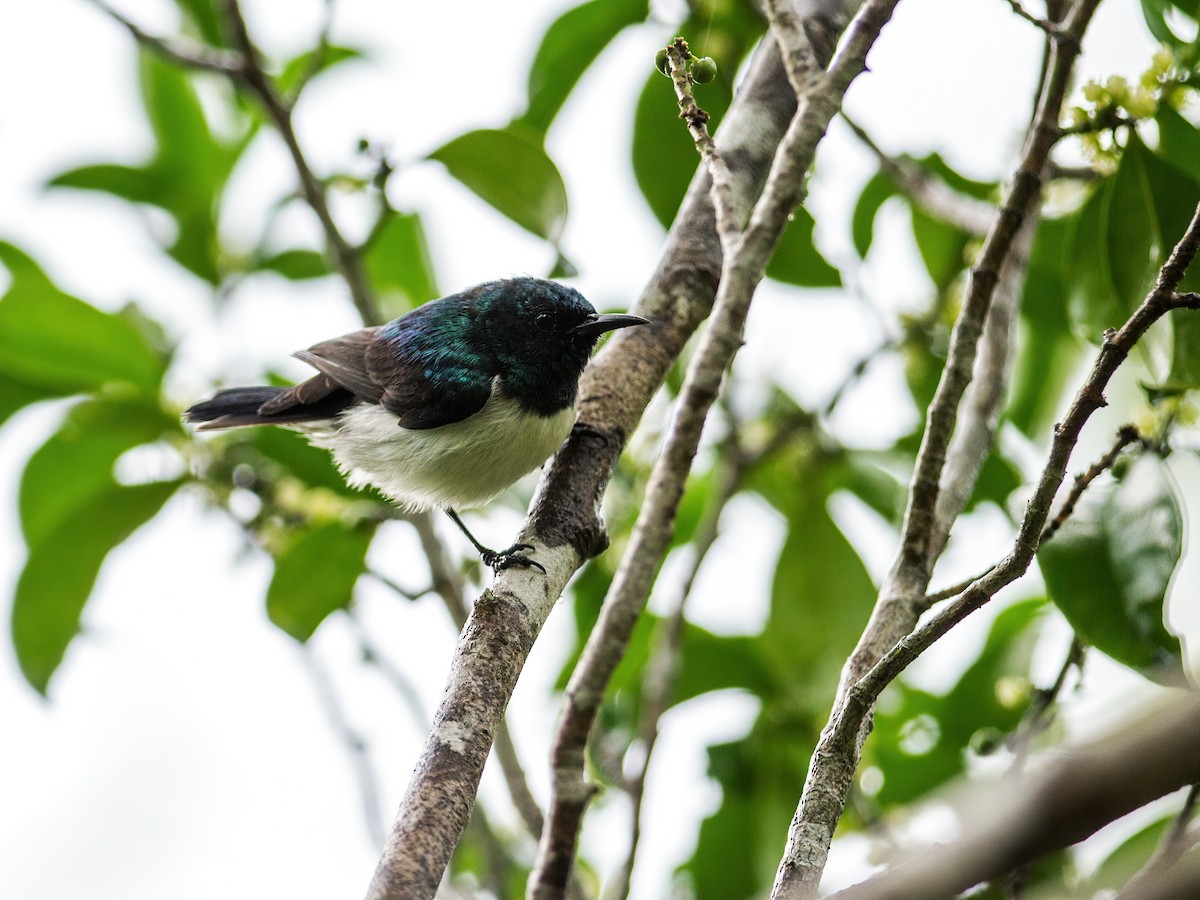 Amani Sunbird - Nick Athanas