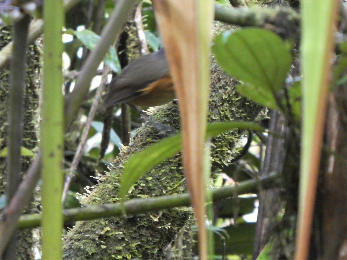 Slate-crowned Antpitta - ML253447891