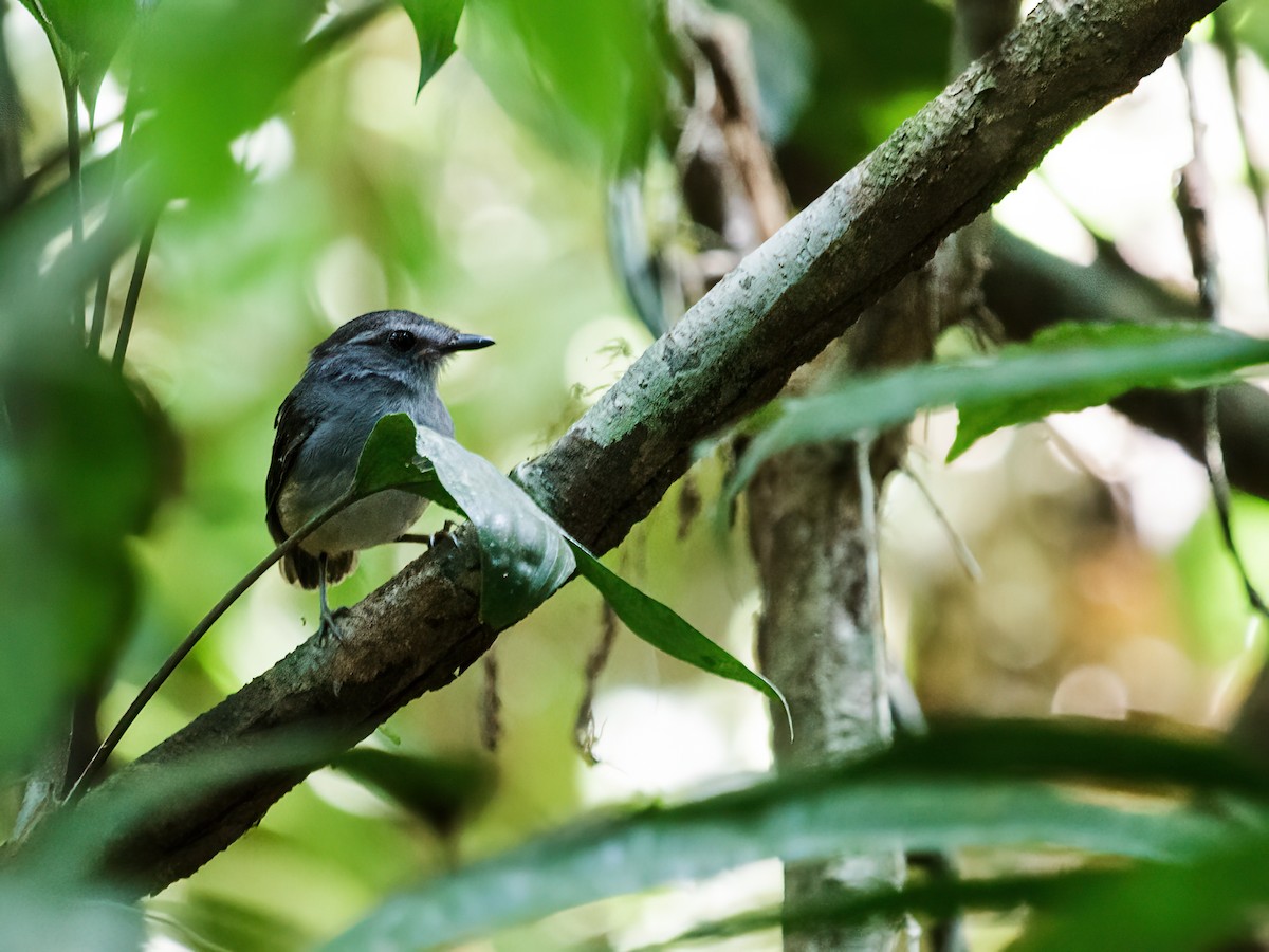 Ash-throated Gnateater - Nick Athanas