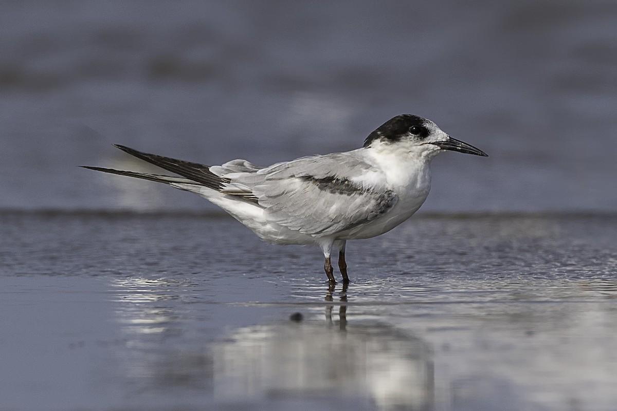 Common Tern - ML253449961