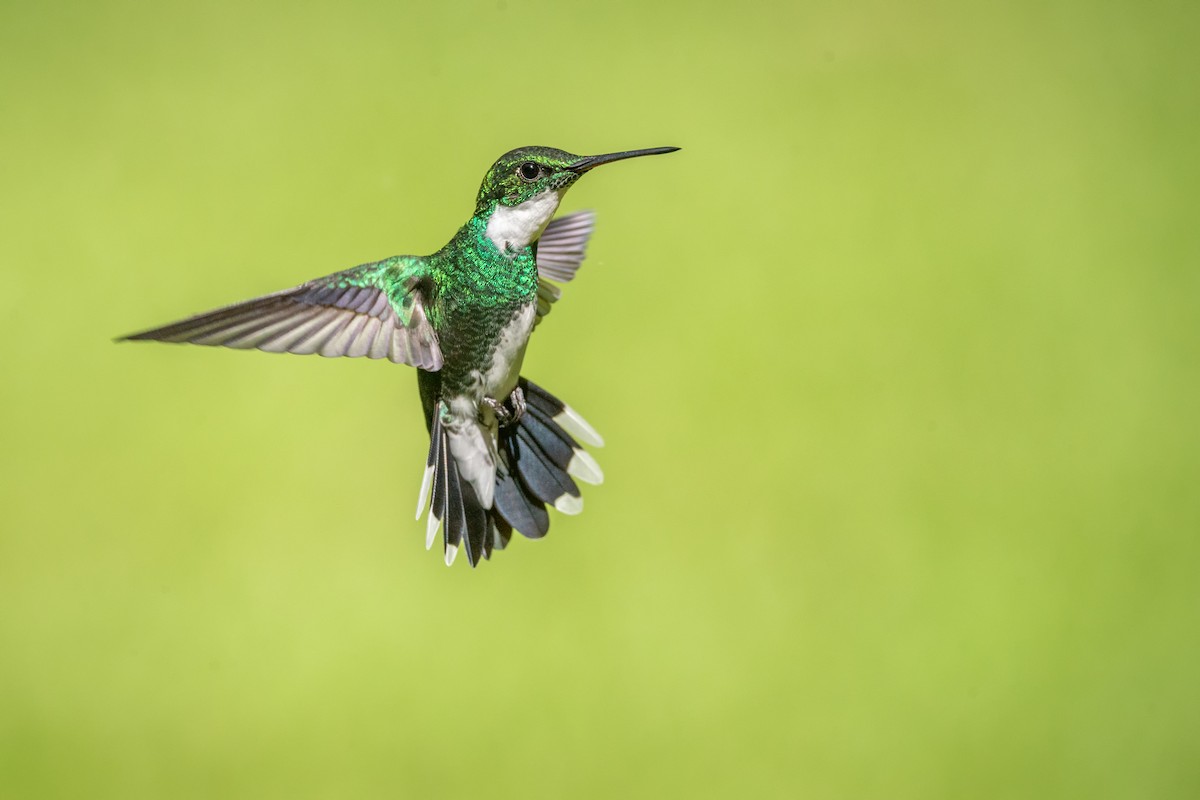 White-throated Hummingbird - Luciano Massa