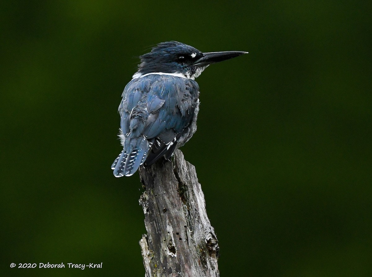 Belted Kingfisher - ML253451951