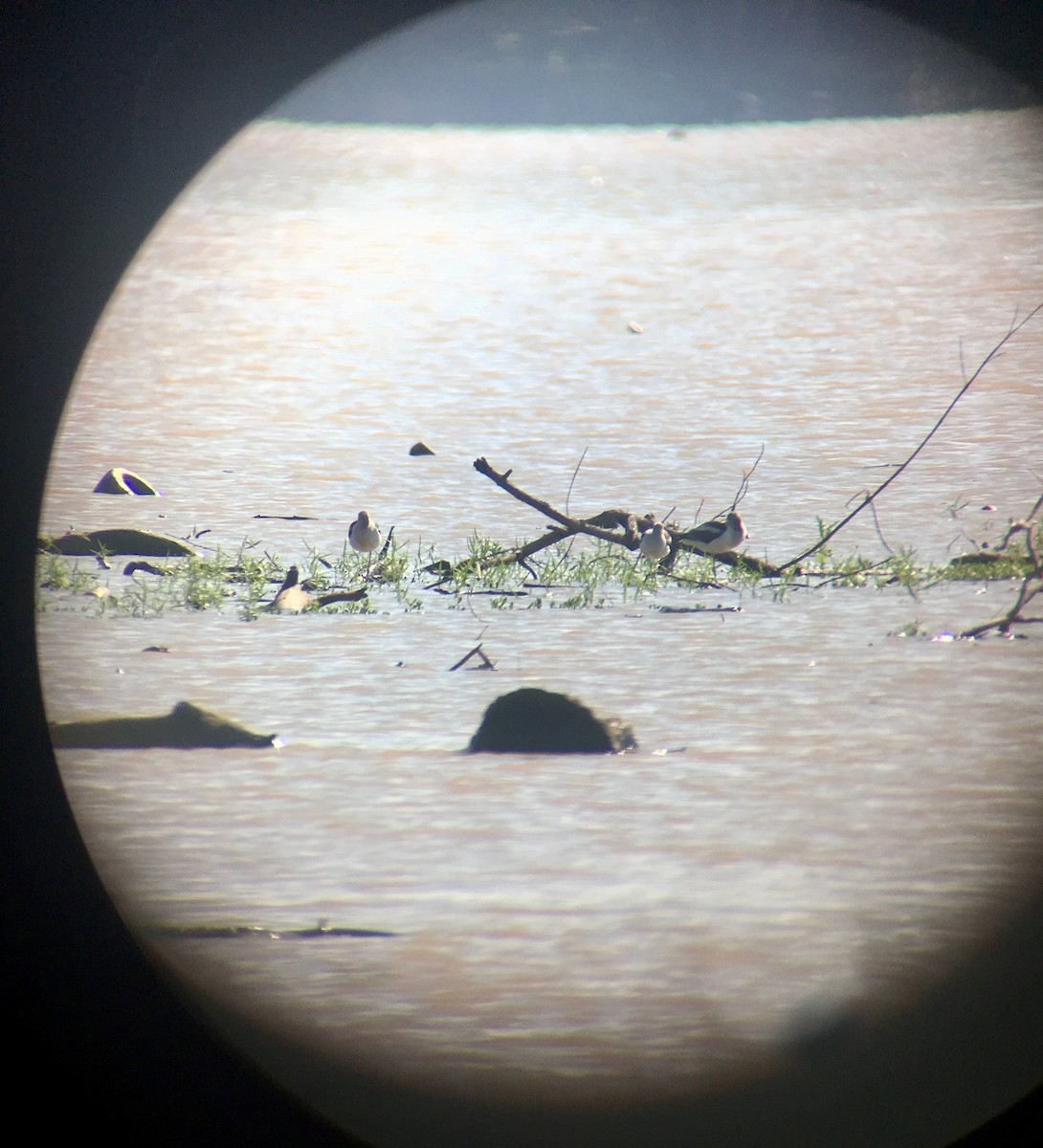 American Avocet - ML253452171