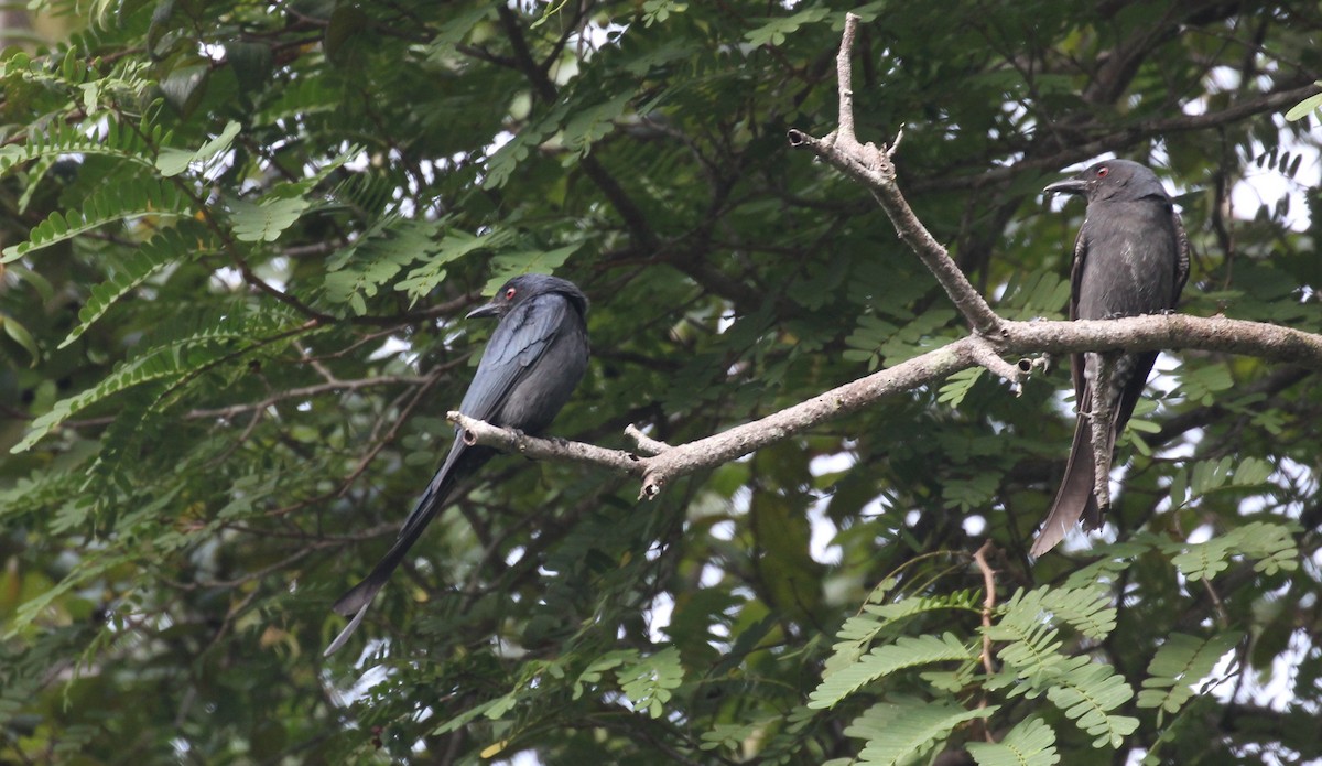 Ashy Drongo - ML253452371