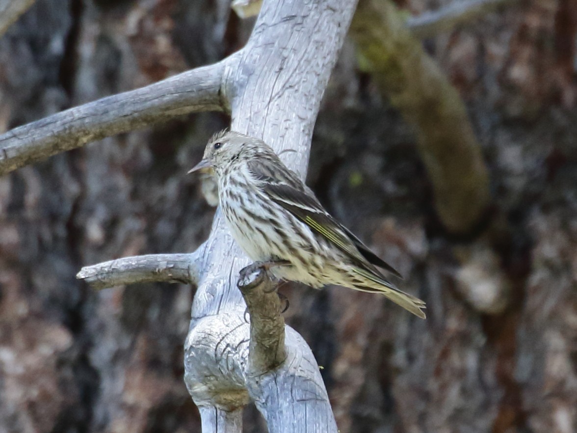 Pine Siskin - ML253452561