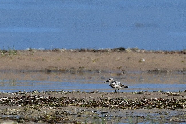 Sanderling - ML253453011