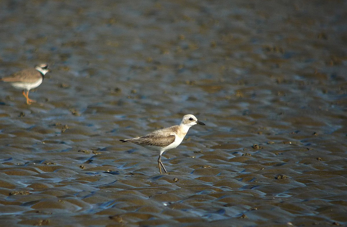 Wüstenregenpfeifer - ML253453191