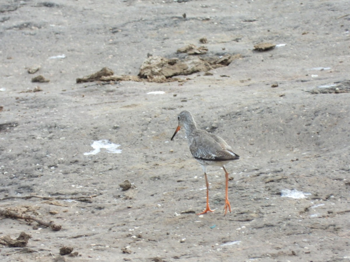 Common Redshank - Lakshmikant Neve