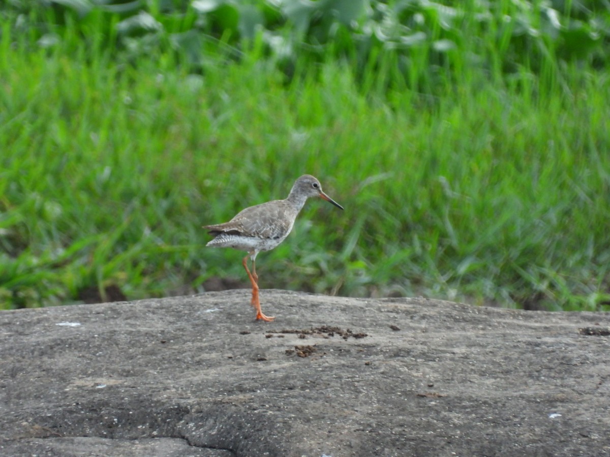 Common Redshank - Lakshmikant Neve