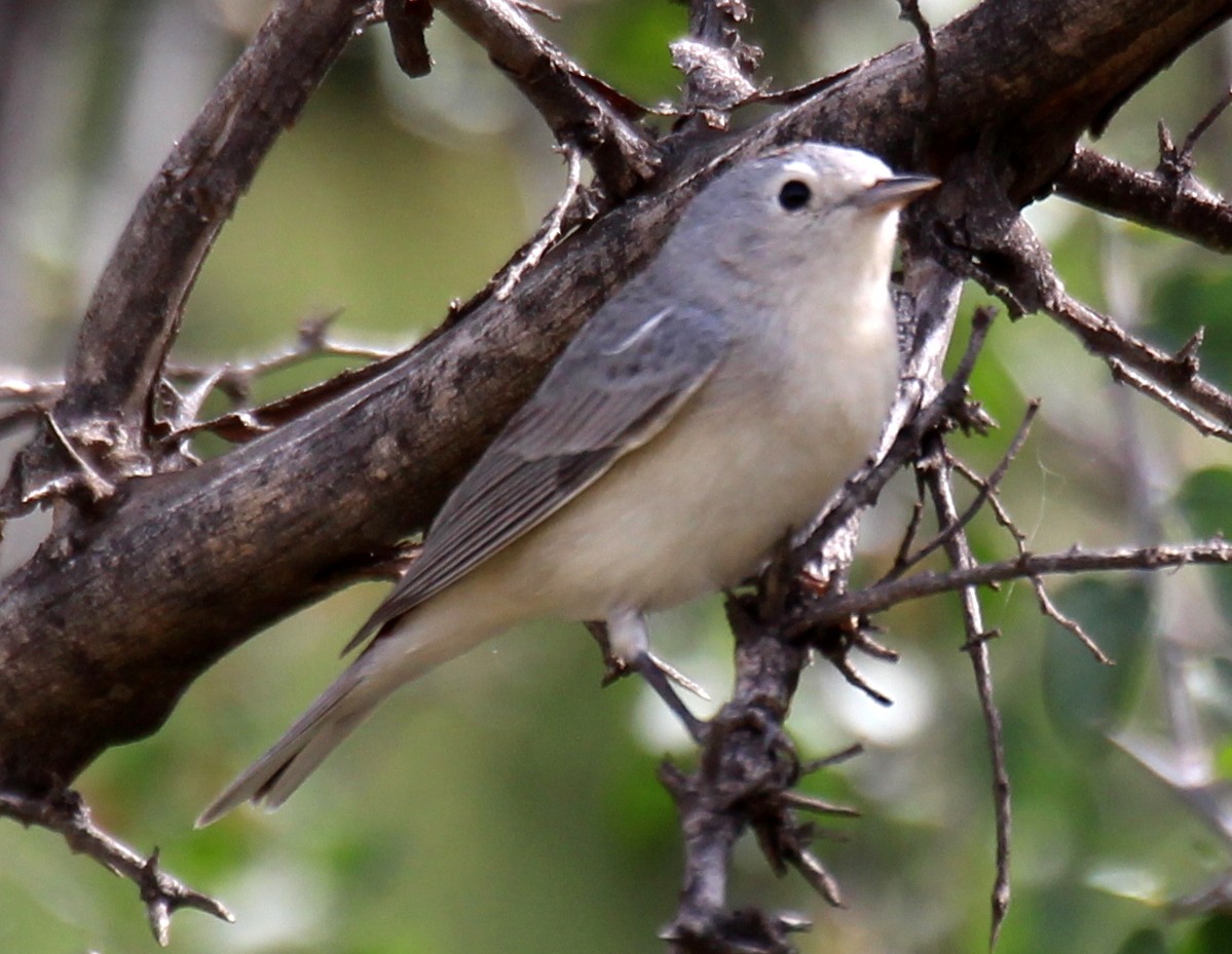 Lucy's Warbler - sam hough