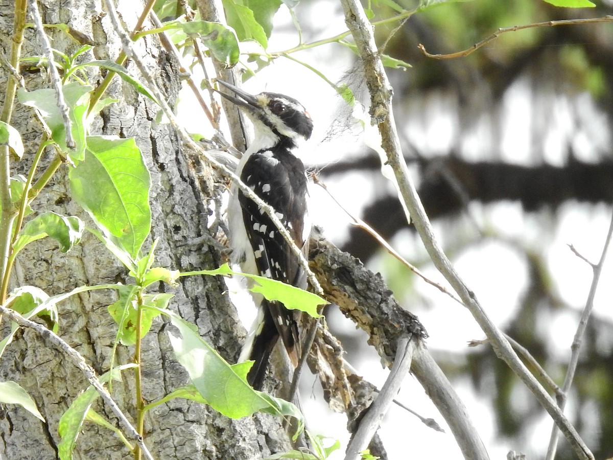 Hairy Woodpecker - ML253455491