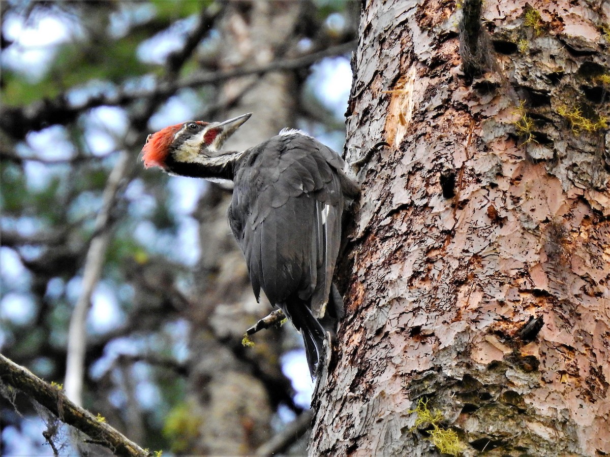 Pileated Woodpecker - ML253455611