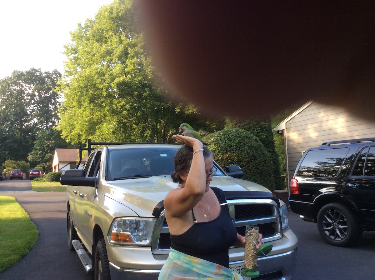 Monk Parakeet - ML253455761