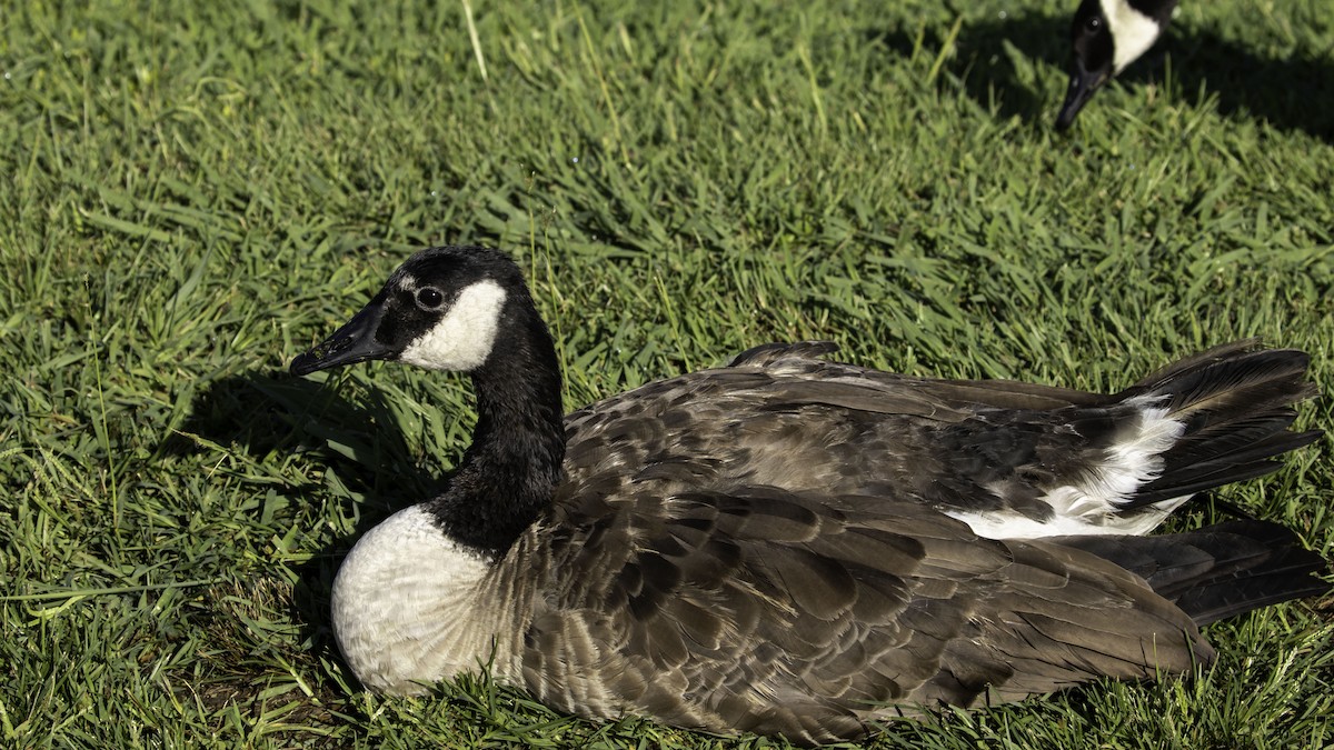 Canada Goose - ML253456271