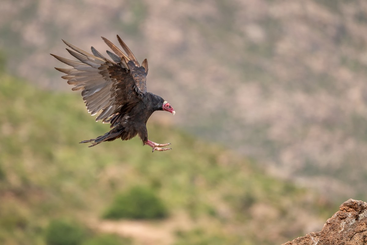 Turkey Vulture - ML253456331